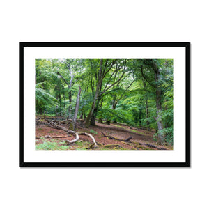 Deep forest landscape