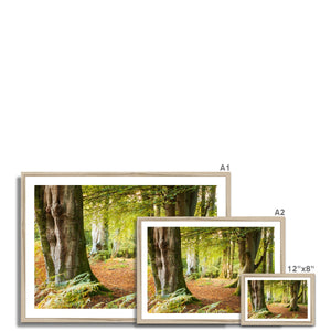 Ornamental Beeches