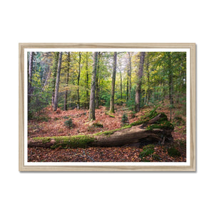 Tranquil autumn woodland