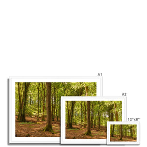 Forest scape