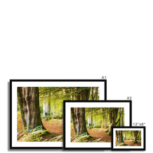 Ornamental Beeches