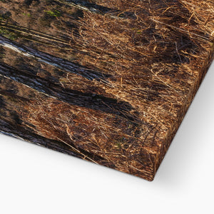Birch light