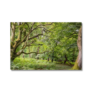 Green forest landscape
