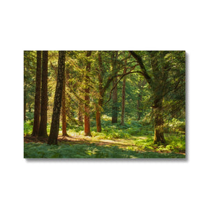 Sunlit Forest