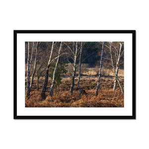 Birch light