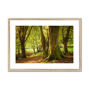 Deep Forest Aura