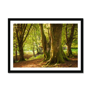 Deep Forest Aura