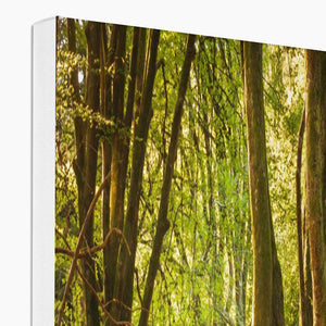 Deep Forest Aura