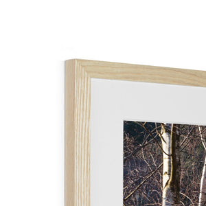 Birch light