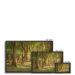 Forest Zen