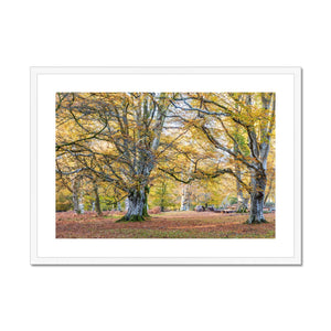 Autumn Beeches