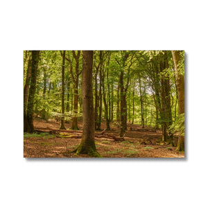 Forest scape