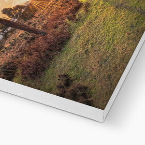 Sunset forest landscape