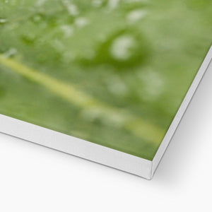 Leaf droplets 2