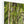 Green forest landscape