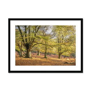 Golden autumn sunlight