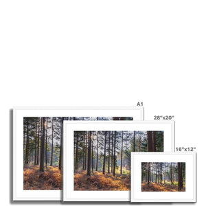 Shadows of the pines