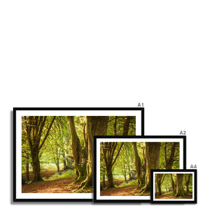 Deep Forest Aura