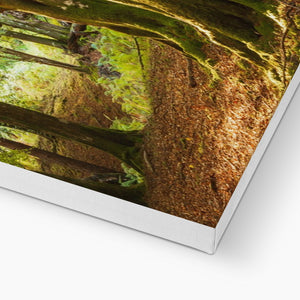 Deep Forest Aura