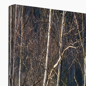 Birch light