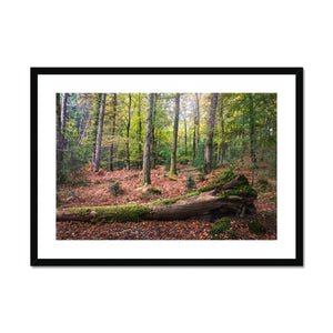 Tranquil autumn woodland