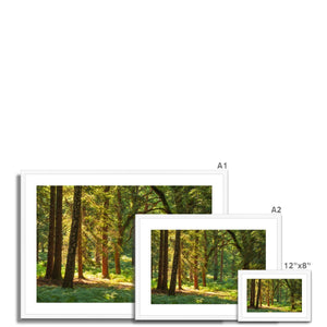 Sunlit Forest