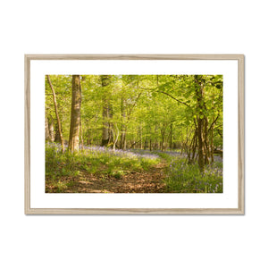 Bluebell path