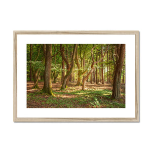 Forest Zen