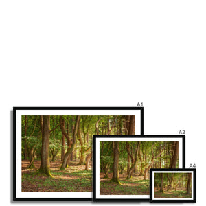 Forest Zen