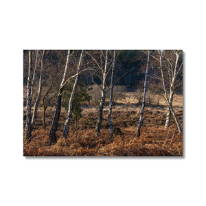 Birch light