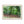 Deep forest landscape