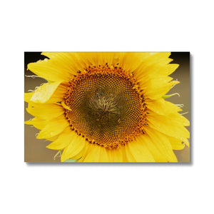 Sun Flower 2