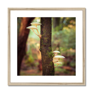 Mushroom tree