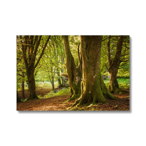 Deep Forest Aura