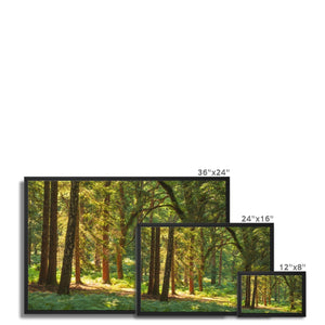 Sunlit Forest
