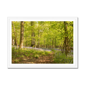 Bluebell path