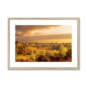 Forest view