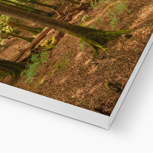 Forest scape