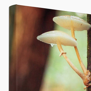 Mushroom tree