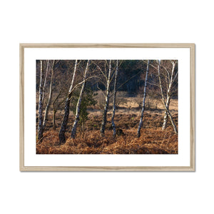 Birch light
