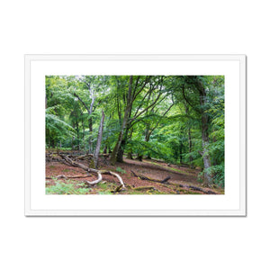 Deep forest landscape