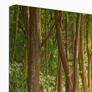 Forest Zen
