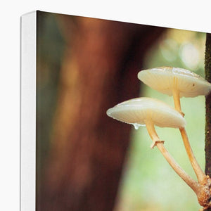 Mushroom tree