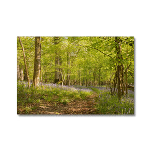 Bluebell path