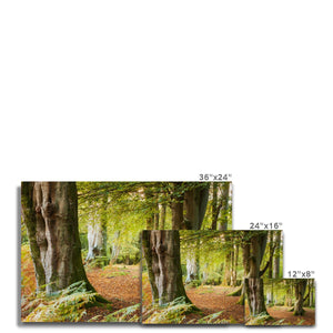 Ornamental Beeches