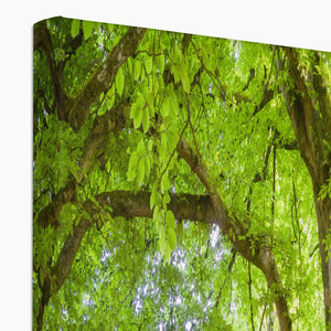 Emerald canopy forest scene